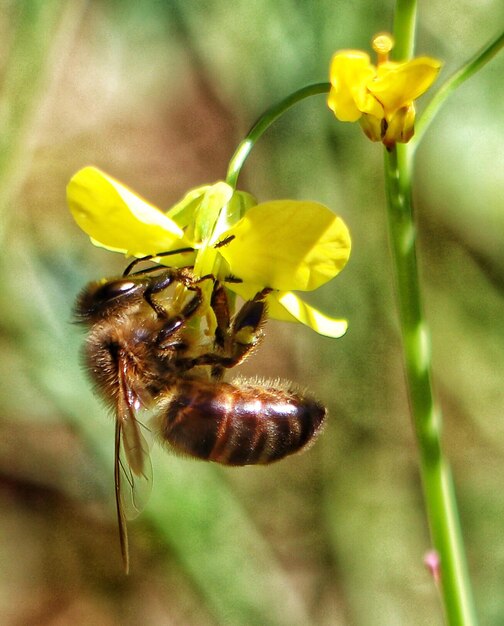 Foto un primer plano de un insecto en una flor amarilla.