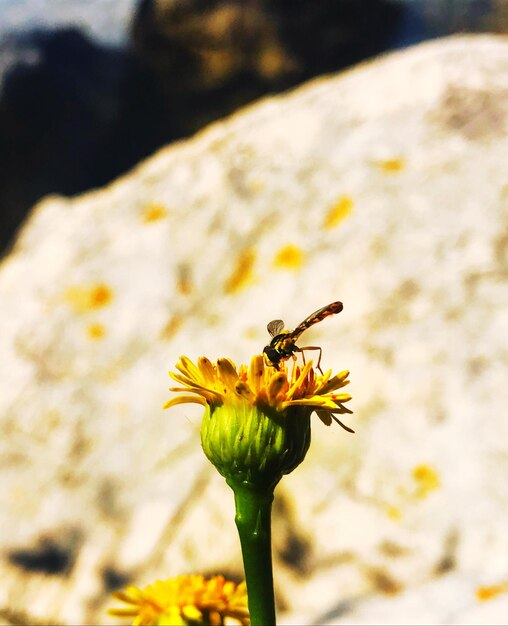 Foto primer plano de un insecto en una flor amarilla