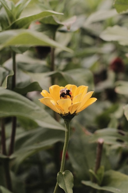 Foto primer plano de un insecto en una flor amarilla