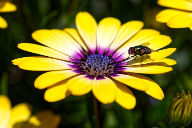 Foto primer plano de un insecto en una flor amarilla