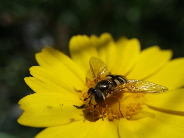 Foto primer plano de un insecto en una flor amarilla