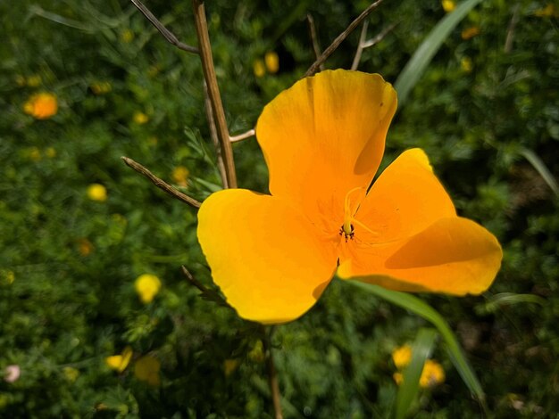 Foto primer plano de un insecto en una flor amarilla