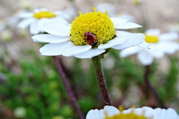 Primer plano de un insecto en una flor blanca