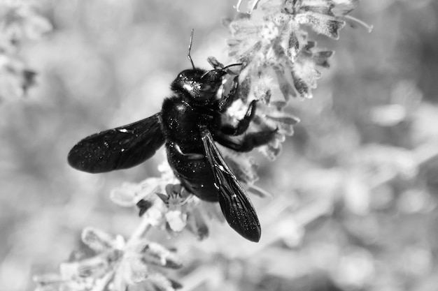 Foto primer plano de un insecto en una flor en blanco y negro