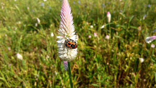 Foto primer plano de un insecto en una flor contra el campo