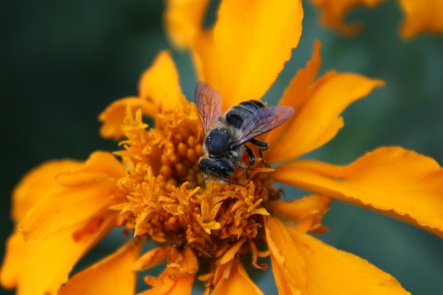 Primer plano de un insecto en una flor de naranja