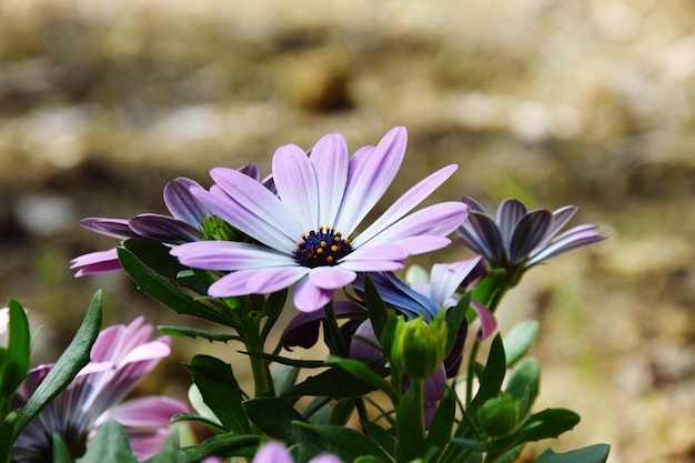 Foto un primer plano de un insecto en una flor púrpura