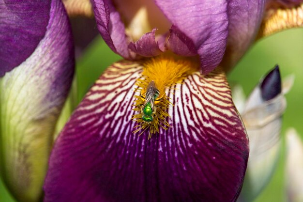 Foto un primer plano de un insecto en una flor púrpura