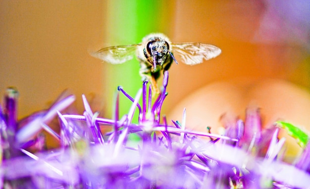 Un primer plano de un insecto en una flor púrpura