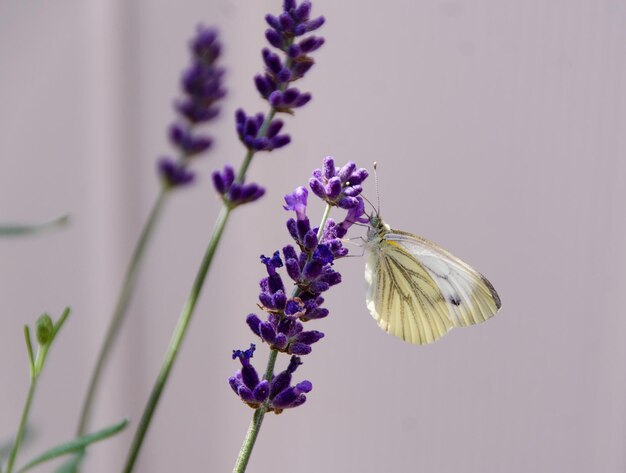 Foto un primer plano de un insecto en una flor púrpura