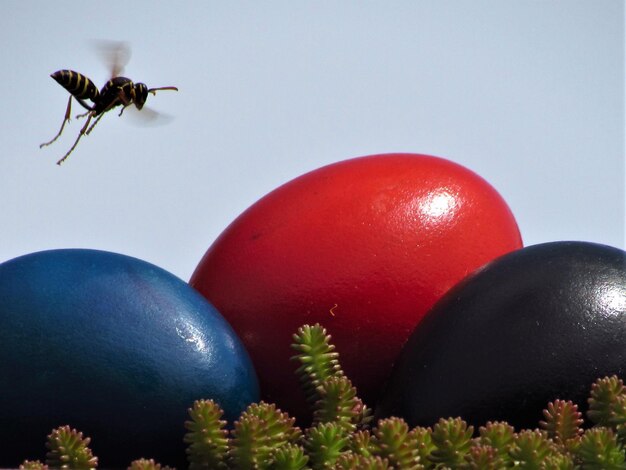 Foto primer plano de un insecto en una flor roja