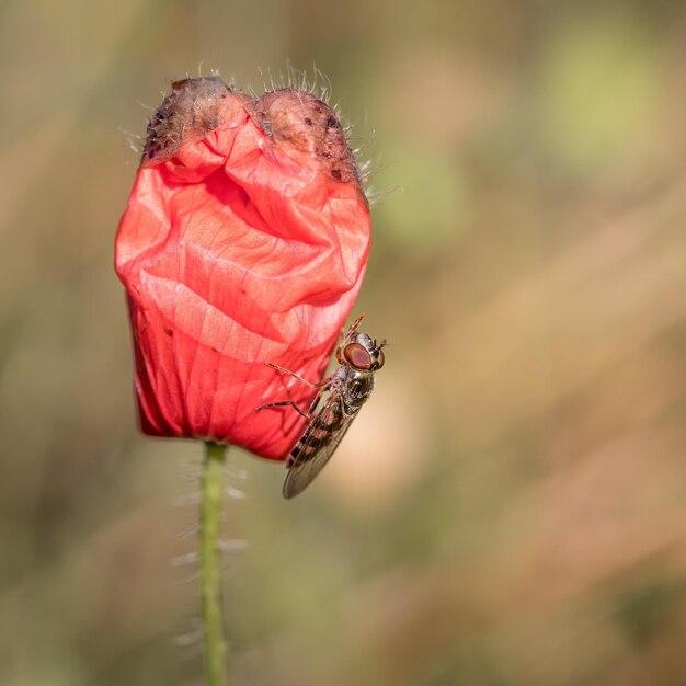 Foto primer plano de un insecto en una flor roja