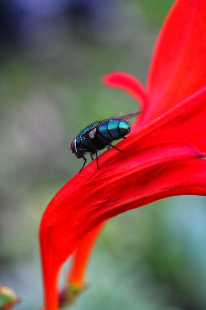 Foto primer plano de un insecto en una flor roja