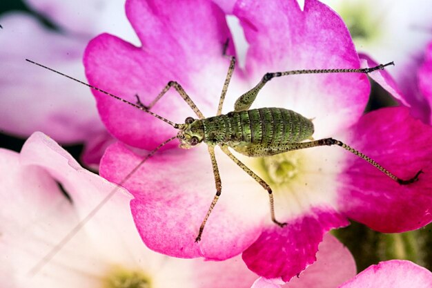 Foto primer plano de un insecto en una flor rosada