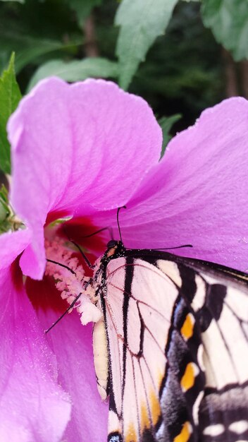 Primer plano de un insecto en una flor rosada