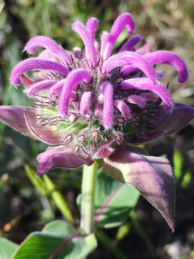 Foto primer plano de un insecto en una flor rosada