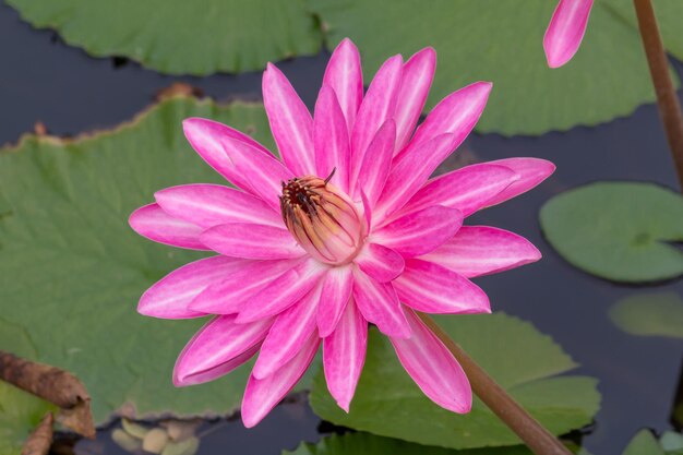 Foto primer plano de un insecto en una flor rosada