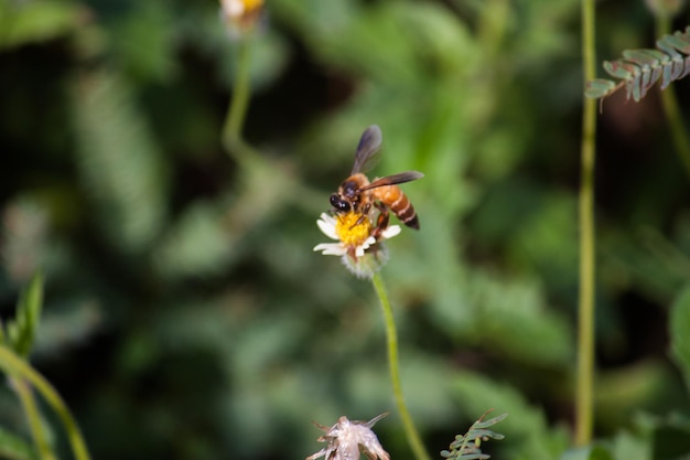 Primer plano de un insecto en una flor