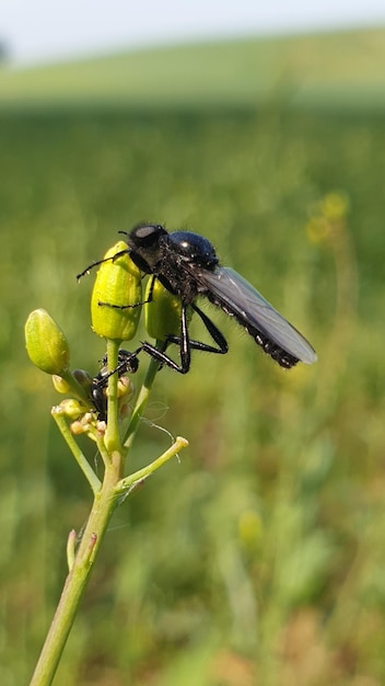 Foto primer plano de un insecto en una flor