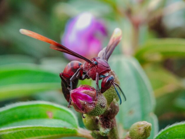 Foto primer plano de un insecto en una flor