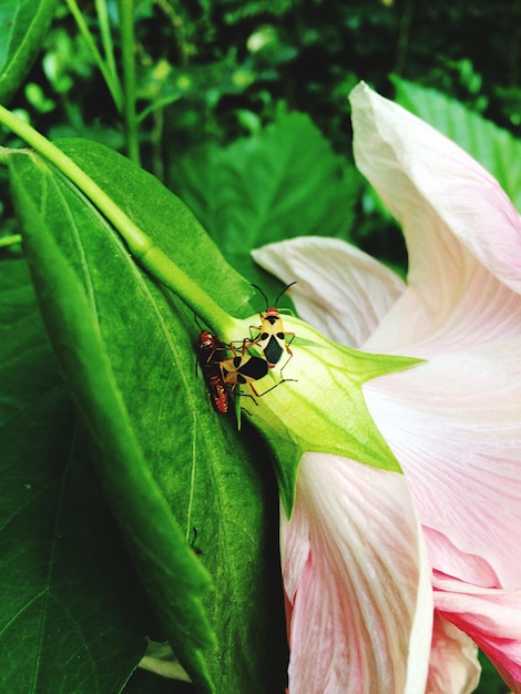 Foto primer plano de un insecto en una flor