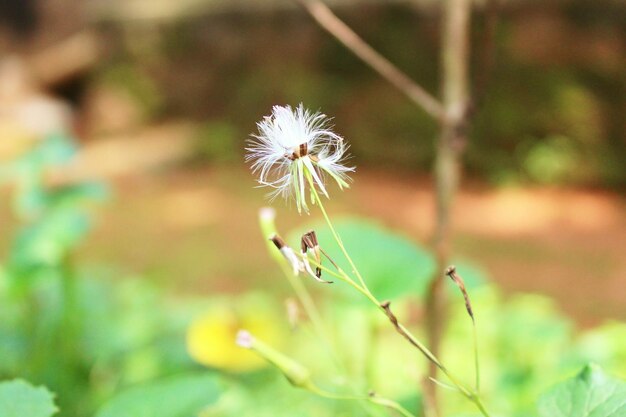 Foto primer plano de un insecto en una flor