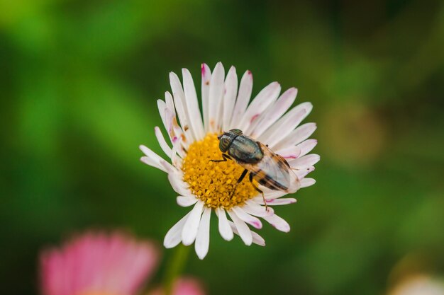 Primer plano de un insecto en una flor