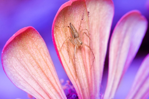 Foto primer plano de un insecto en una flor