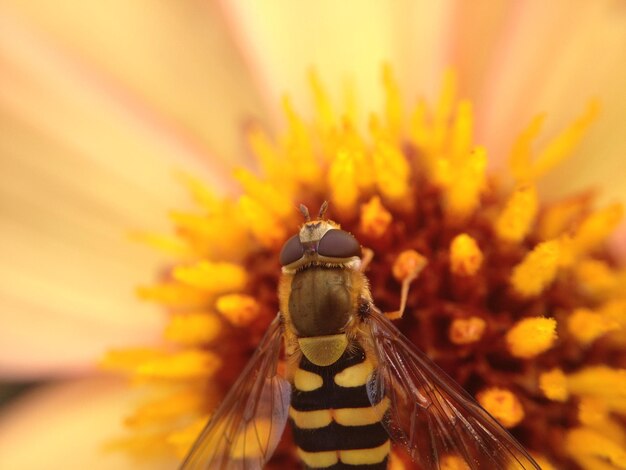 Foto primer plano de un insecto en una flor