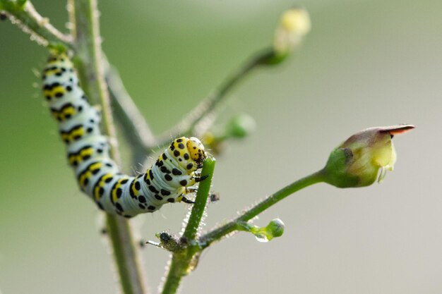 Foto primer plano de un insecto en una flor