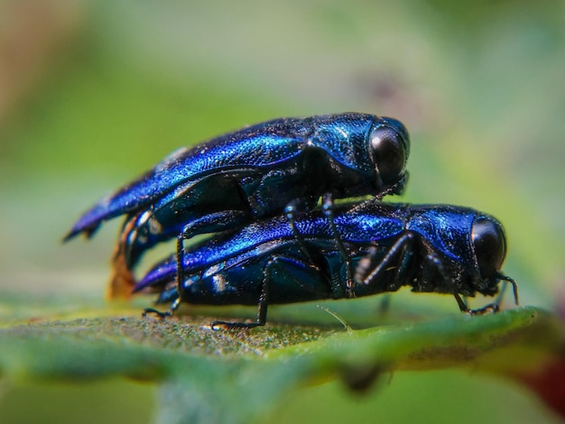 Foto primer plano de un insecto en una flor