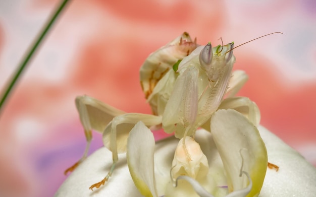 Foto primer plano de un insecto en una flor
