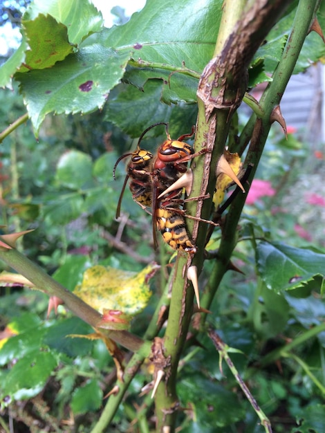 Foto primer plano de un insecto en una flor