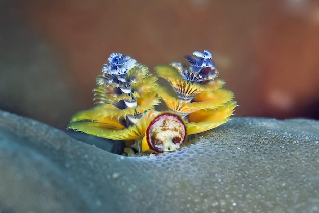 Primer plano de un insecto en una flor