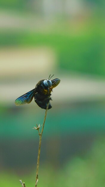 Foto primer plano de un insecto en una flor