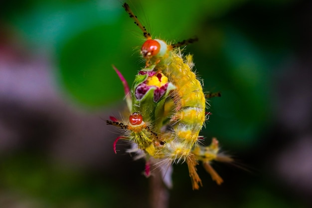 Primer plano de un insecto en una flor
