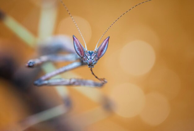 Foto primer plano de un insecto en una flor