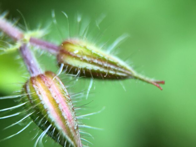 Primer plano de un insecto en una flor