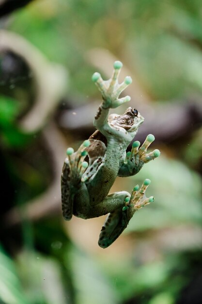 Primer plano de un insecto en una flor