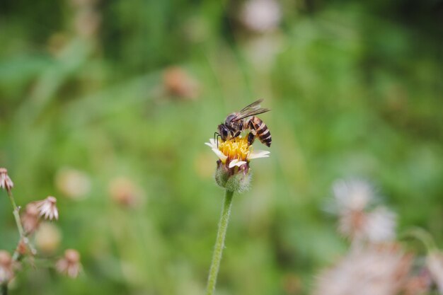 Primer plano de un insecto en una flor