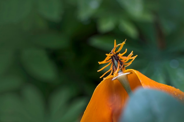 Foto primer plano de un insecto en una flor