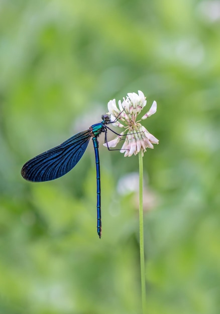 Primer plano de un insecto en una flor