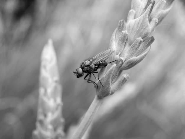 Foto primer plano de un insecto en una flor