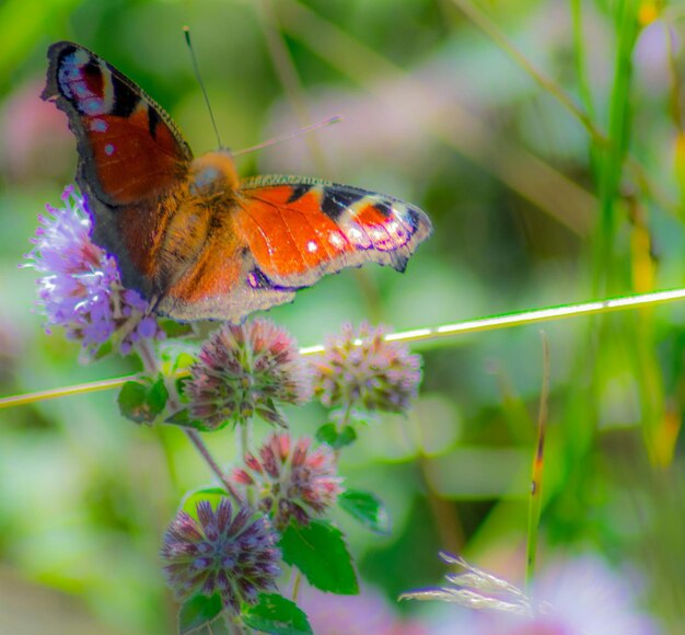 Foto primer plano de un insecto en una flor