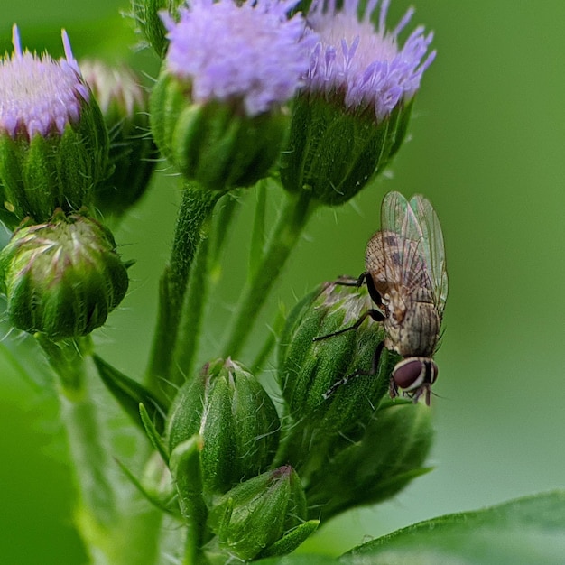 Primer plano de un insecto en una flor