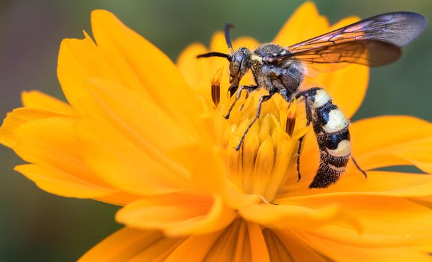 Primer plano de un insecto en una flor