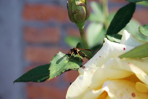 Foto primer plano de un insecto en una flor