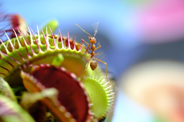 Foto primer plano de un insecto en una flor