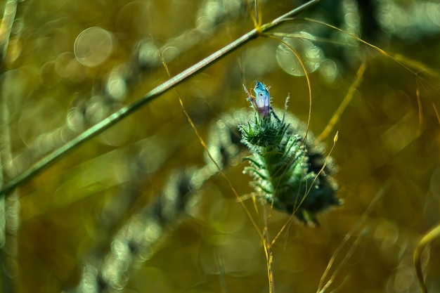 Foto primer plano de un insecto en una flor