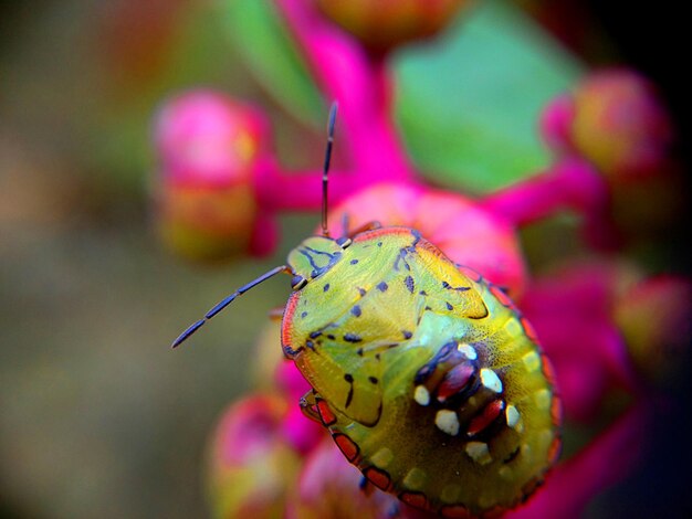 Foto primer plano de un insecto en una flor